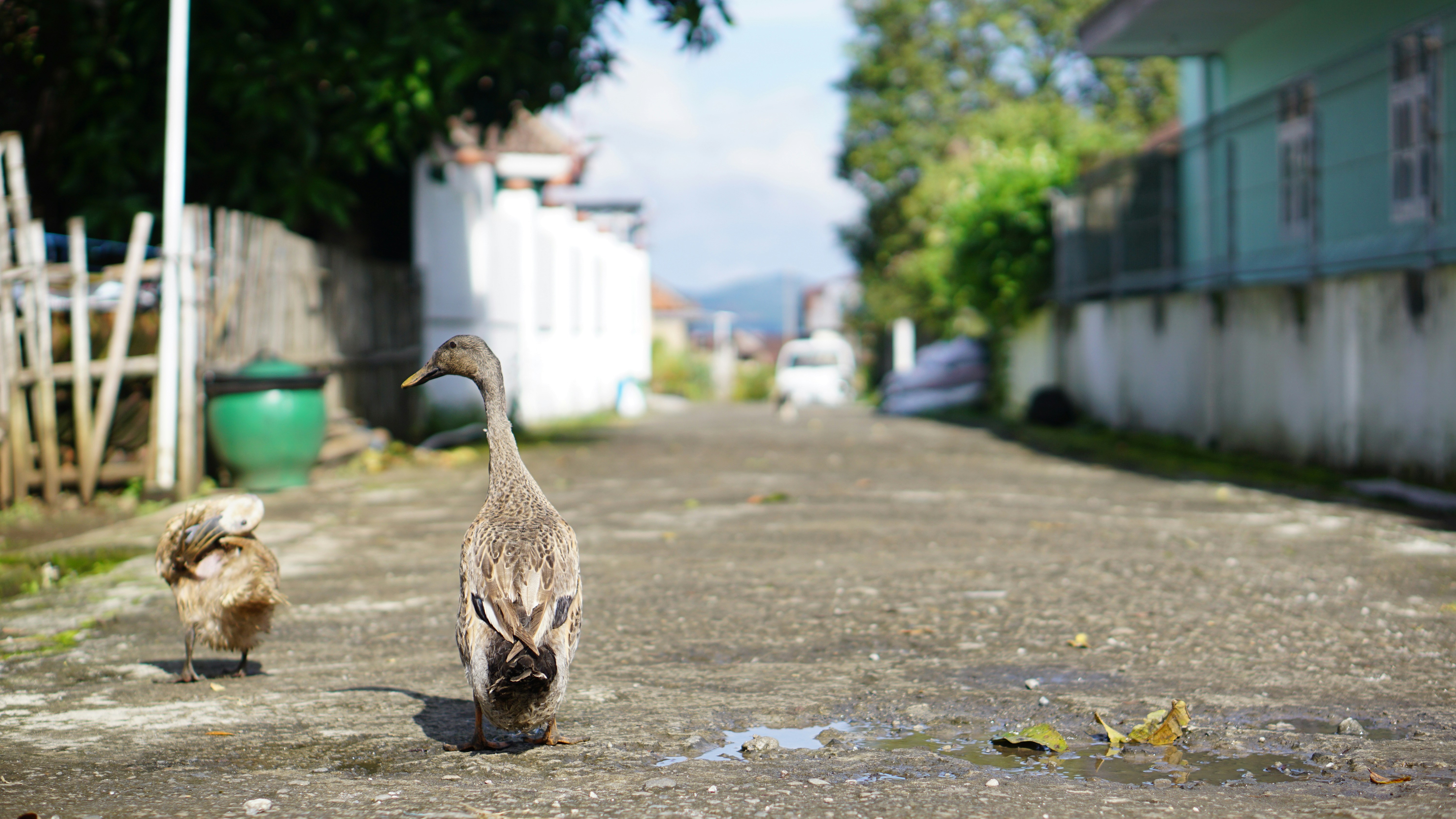 Brown duck on gray concrete floor during daytime