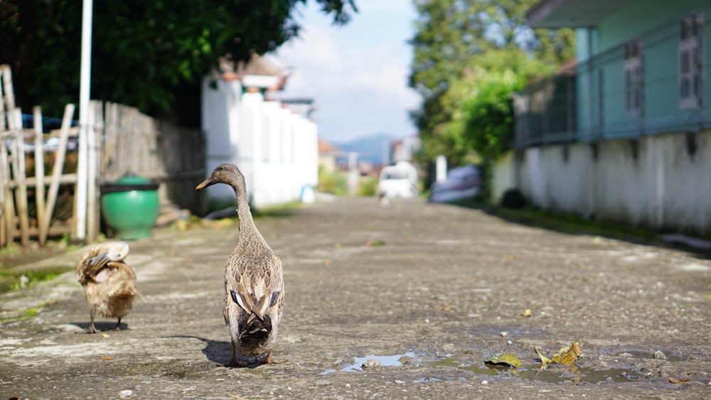 brown duck on gray concrete floor during daytime