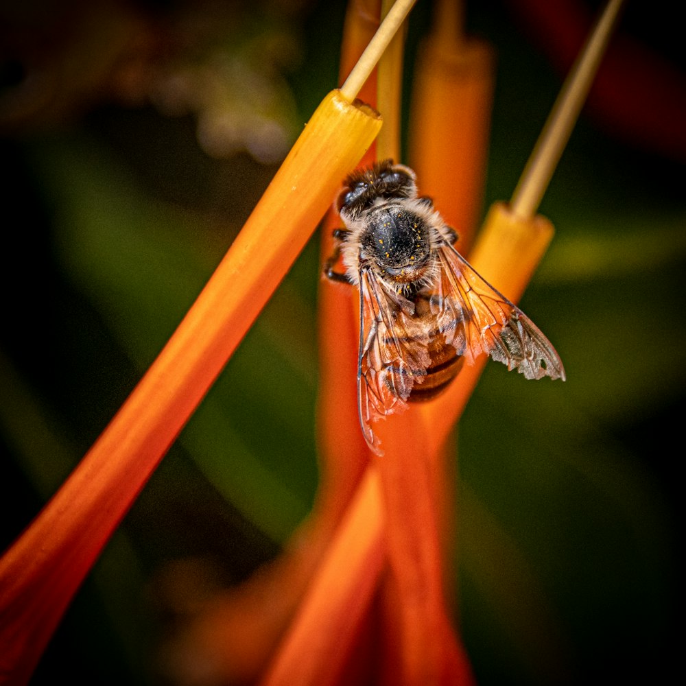 black and brown bee on brown stem