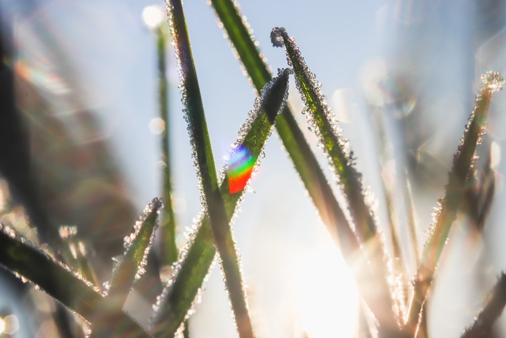 green plant with water droplets