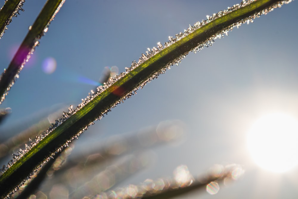 water droplets on green plant