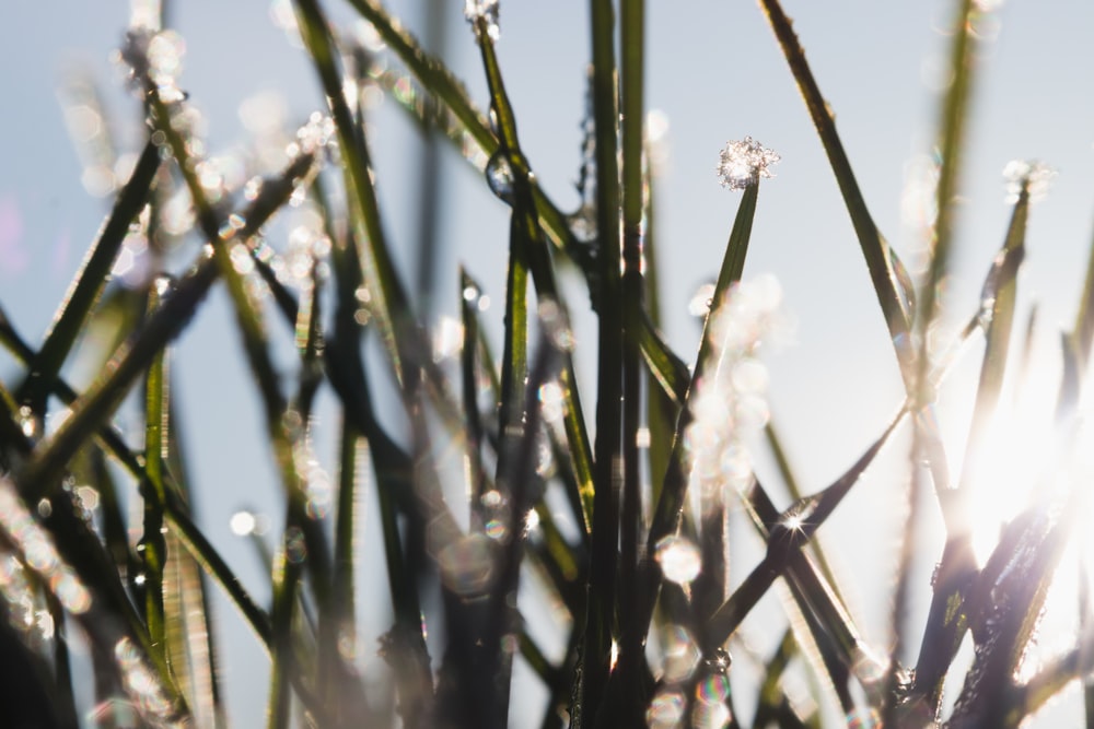 white flower in close up photography