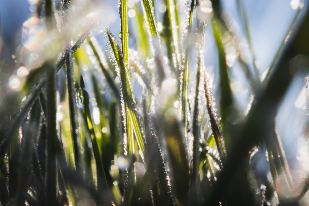 a close up of grass with water droplets on it