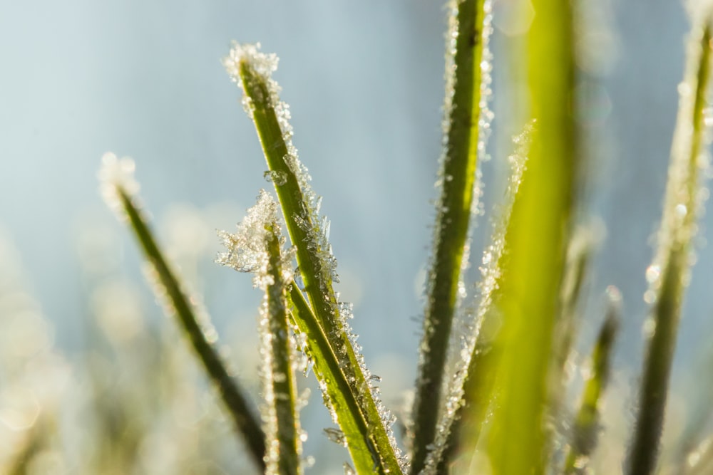 green plant in close up photography