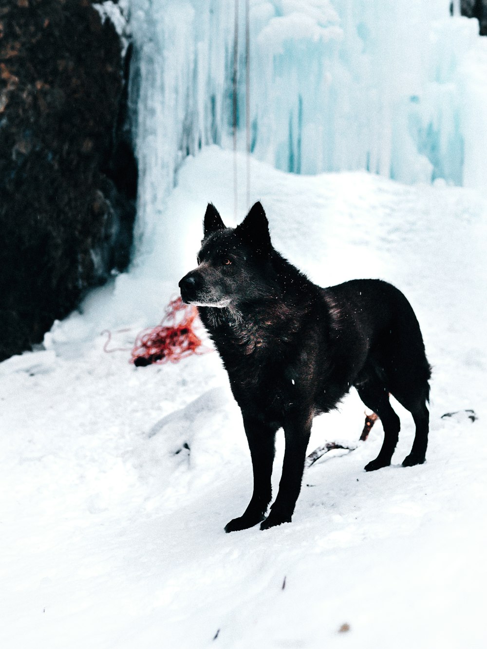 black short coat medium dog on snow covered ground during daytime