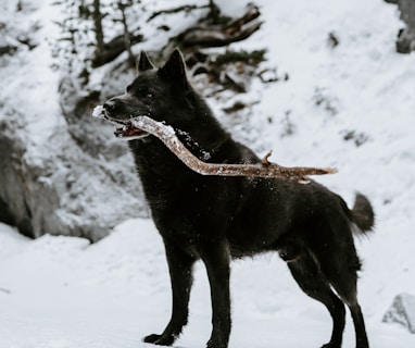 Discovering the Florida Black Wolf: Myth or Reality?