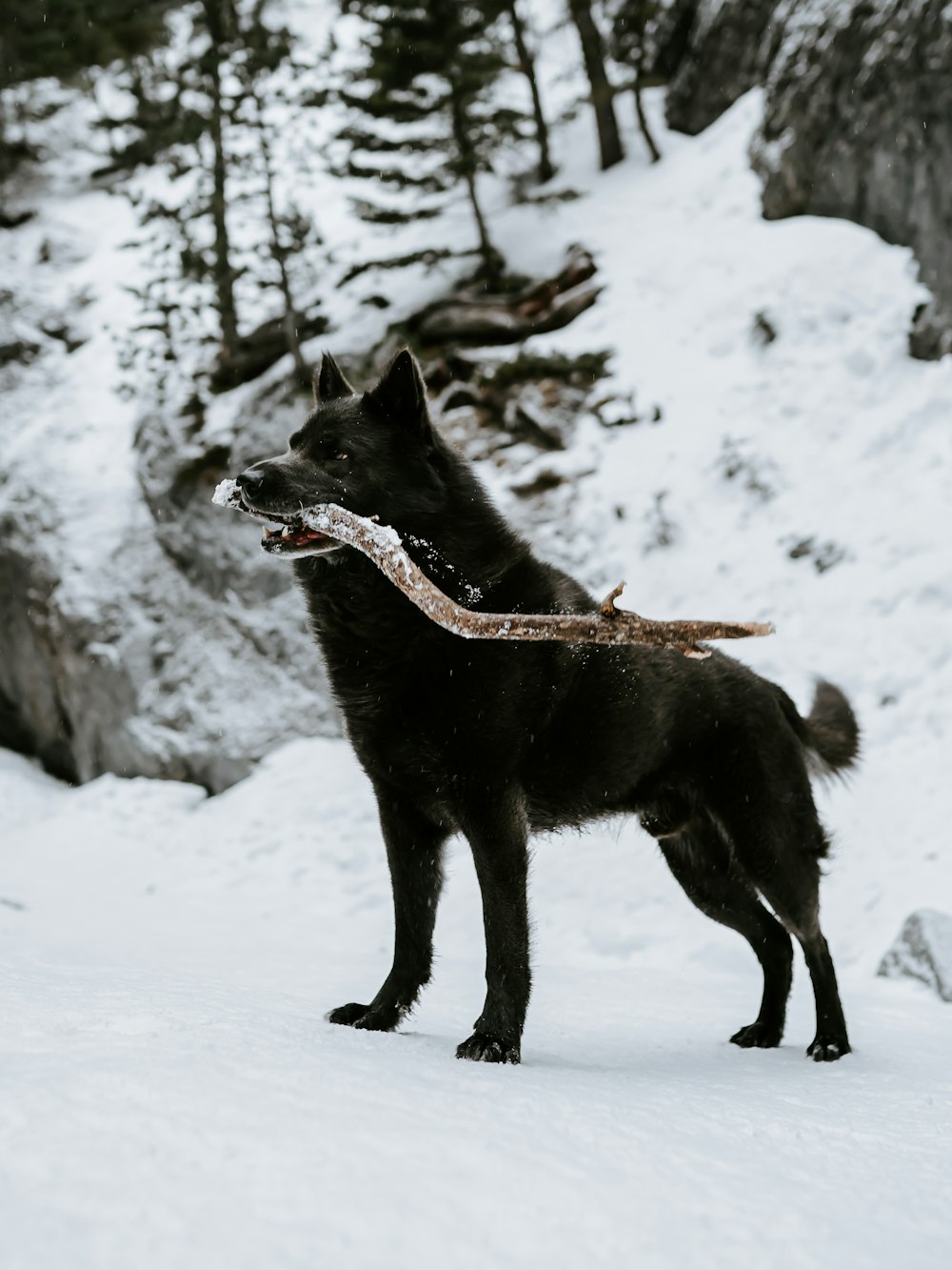 black short coat medium dog on snow covered ground during daytime