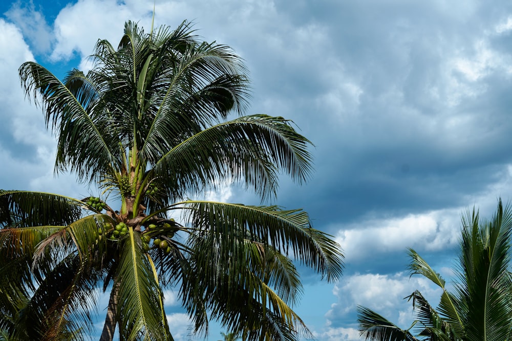 a palm tree with a cloudy sky in the background