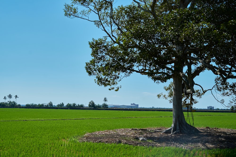 green tree on green grass field during daytime