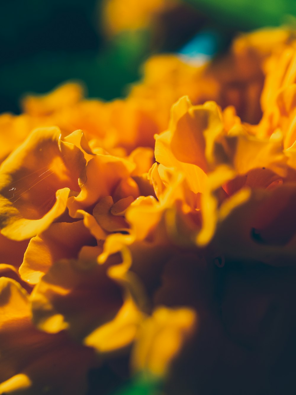 Gelbe Blume in Makroaufnahme