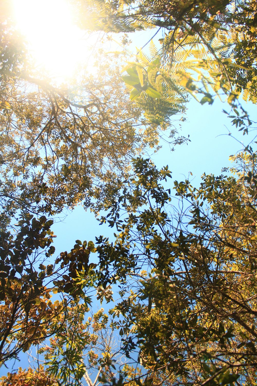 green leaf tree during daytime