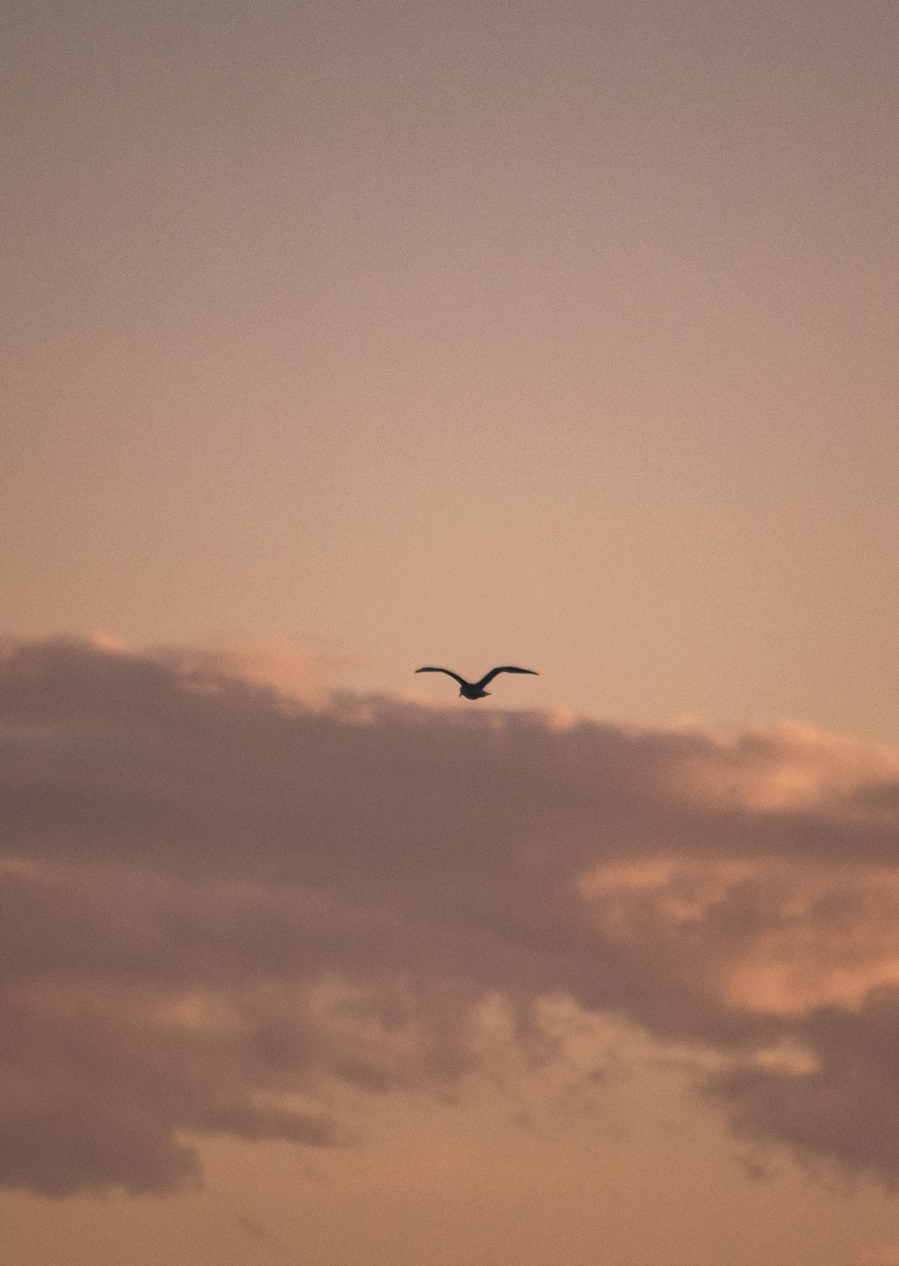silhouette of bird flying under cloudy sky during daytime