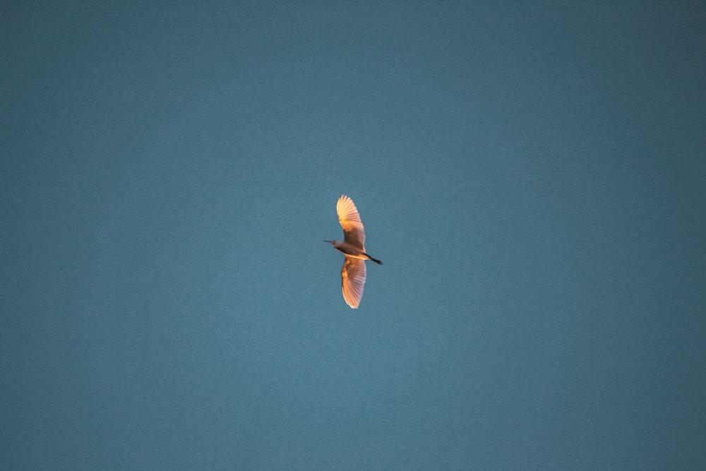 brown bird flying in the sky