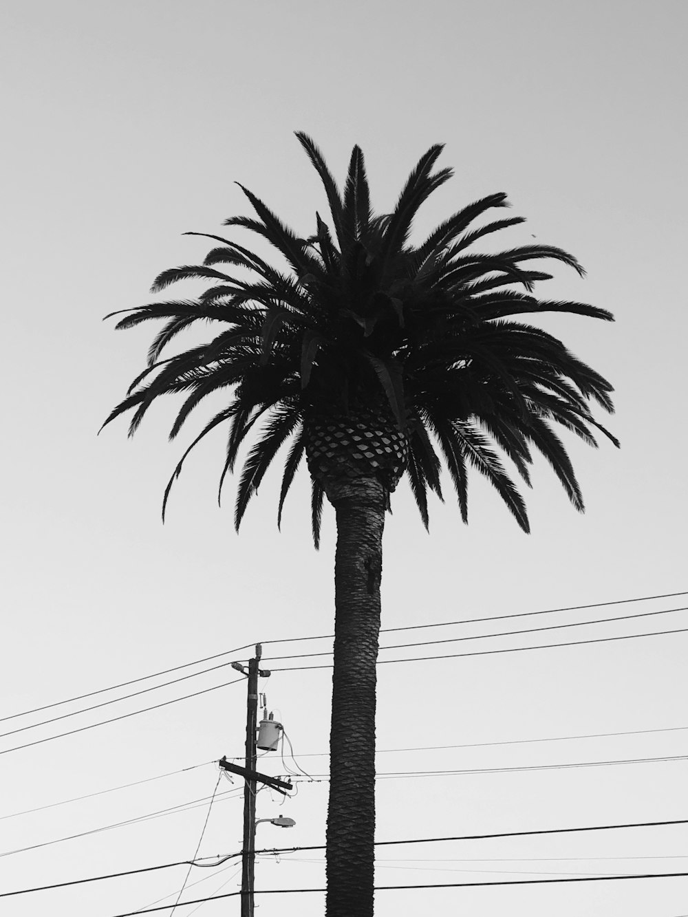 green palm tree under white sky