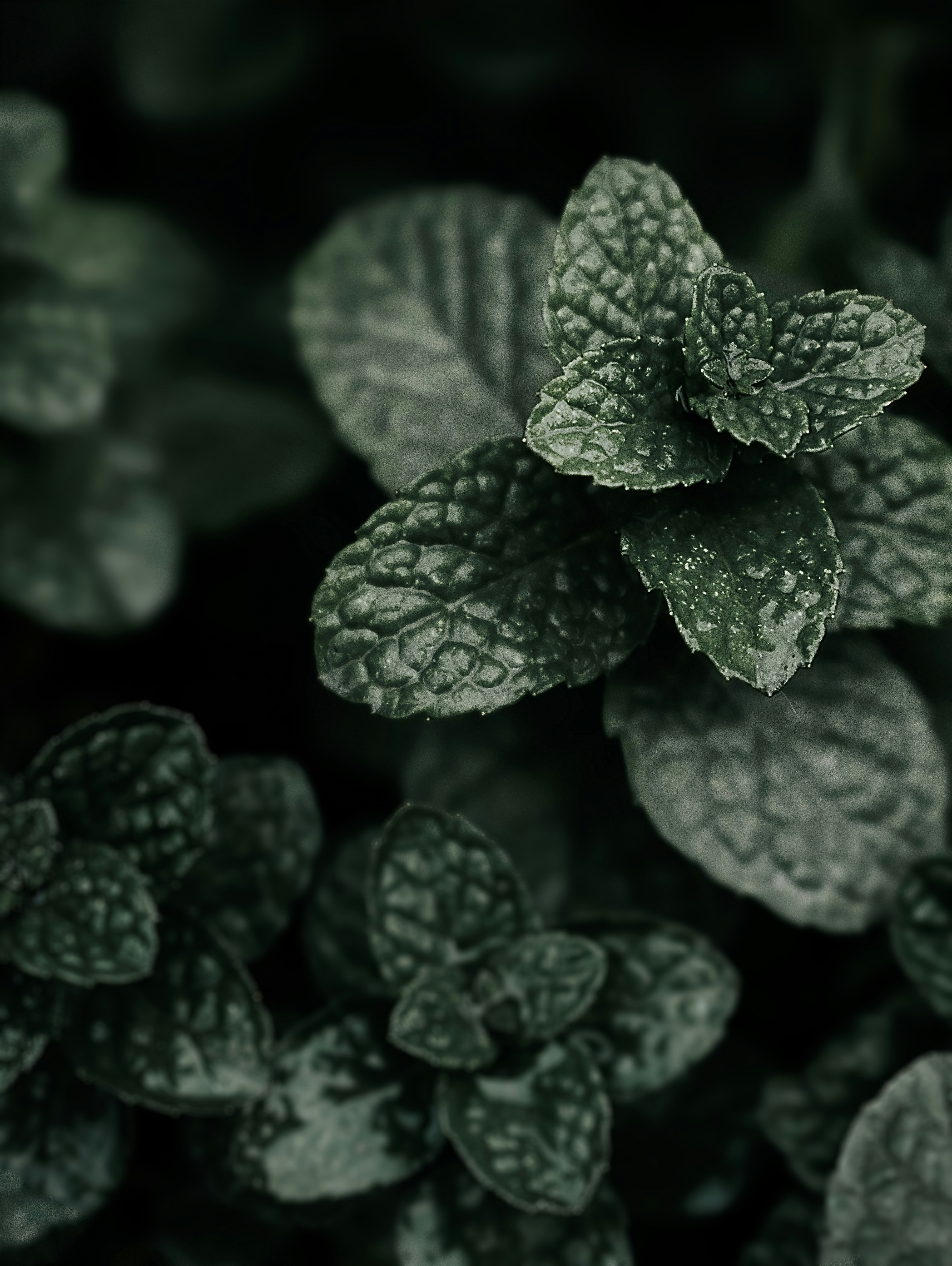 Pink And Green Dumbcanes Photo Free Plant Image On Unsplash Images, Photos, Reviews