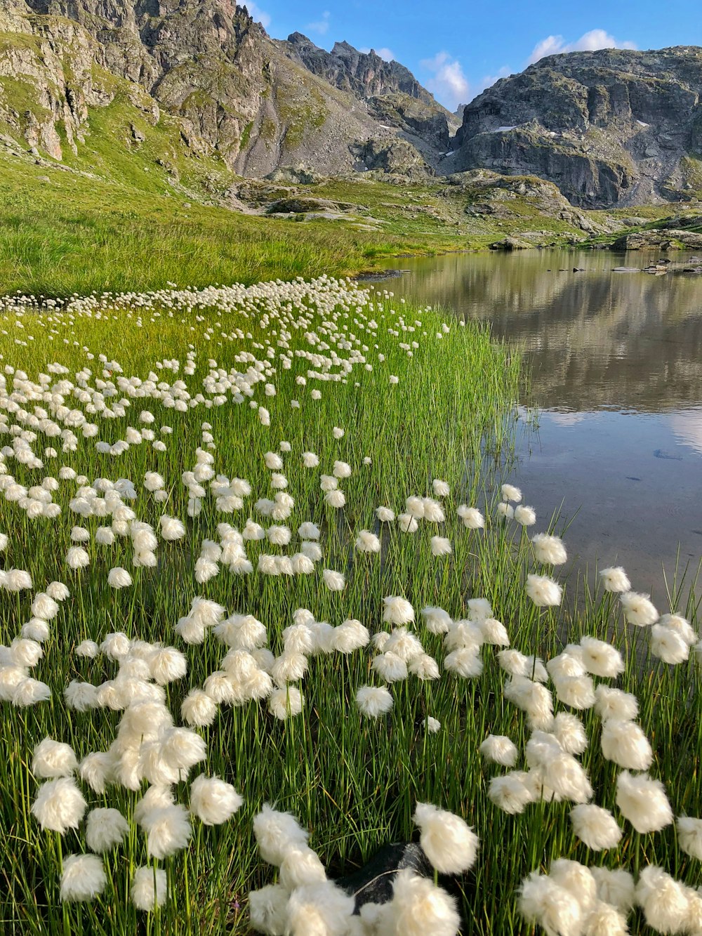 white flowers near lake during daytime