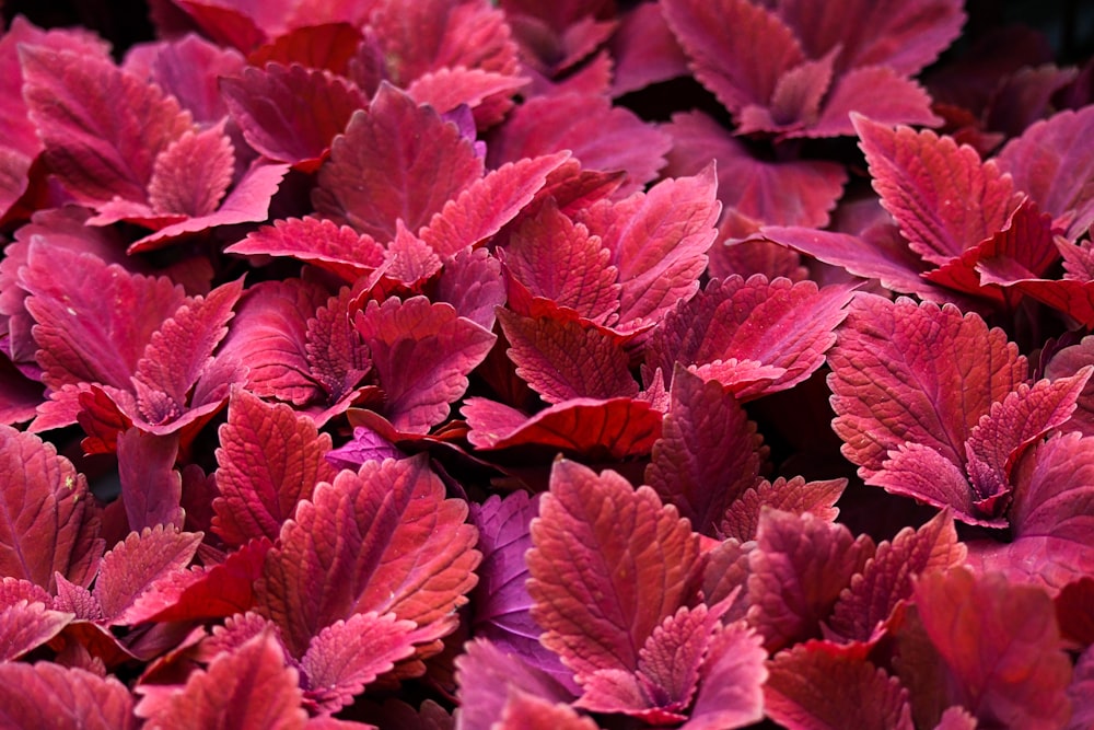 red leaves in close up photography