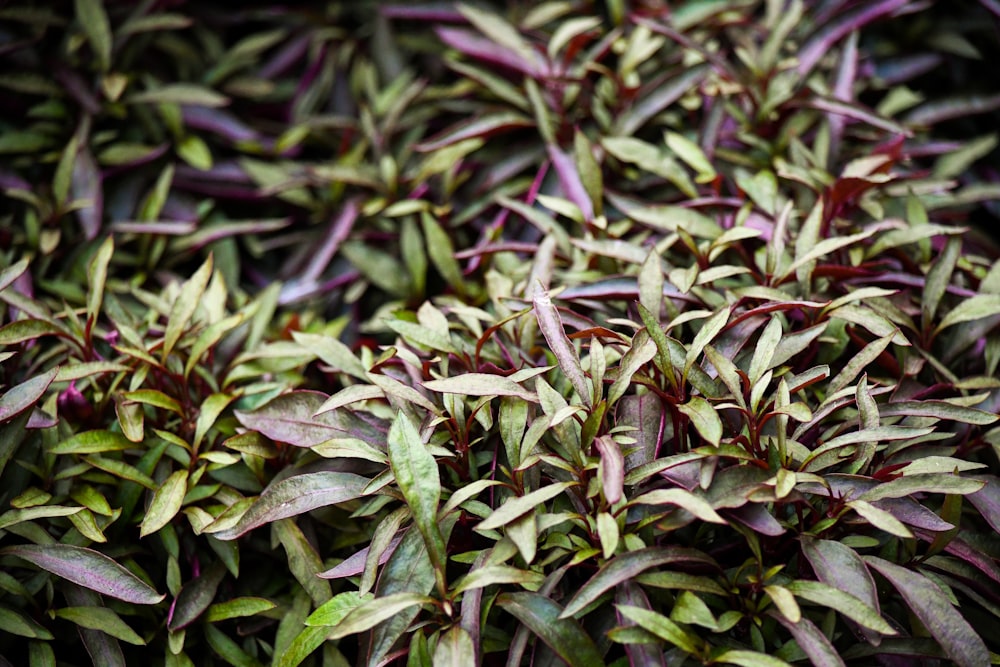 green and red leaves plant