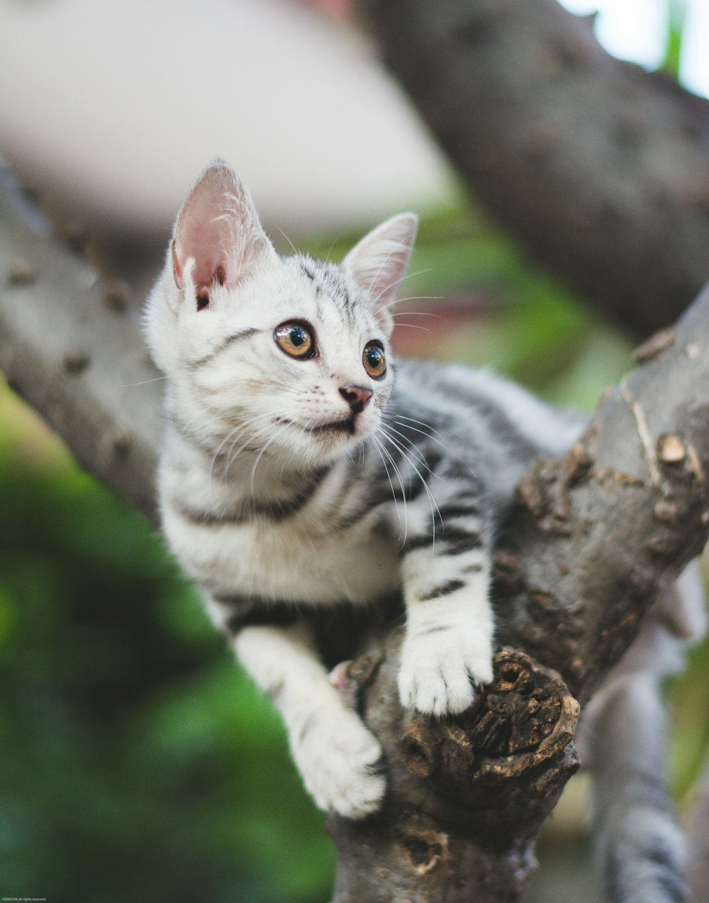 weiße und schwarze Katze auf braunem Ast