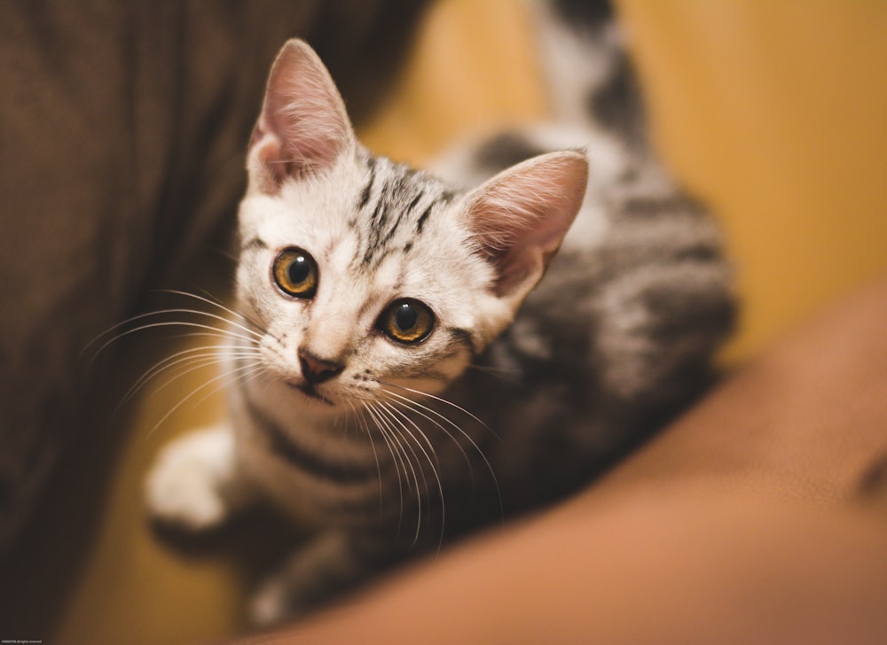 silver tabby cat on brown textile