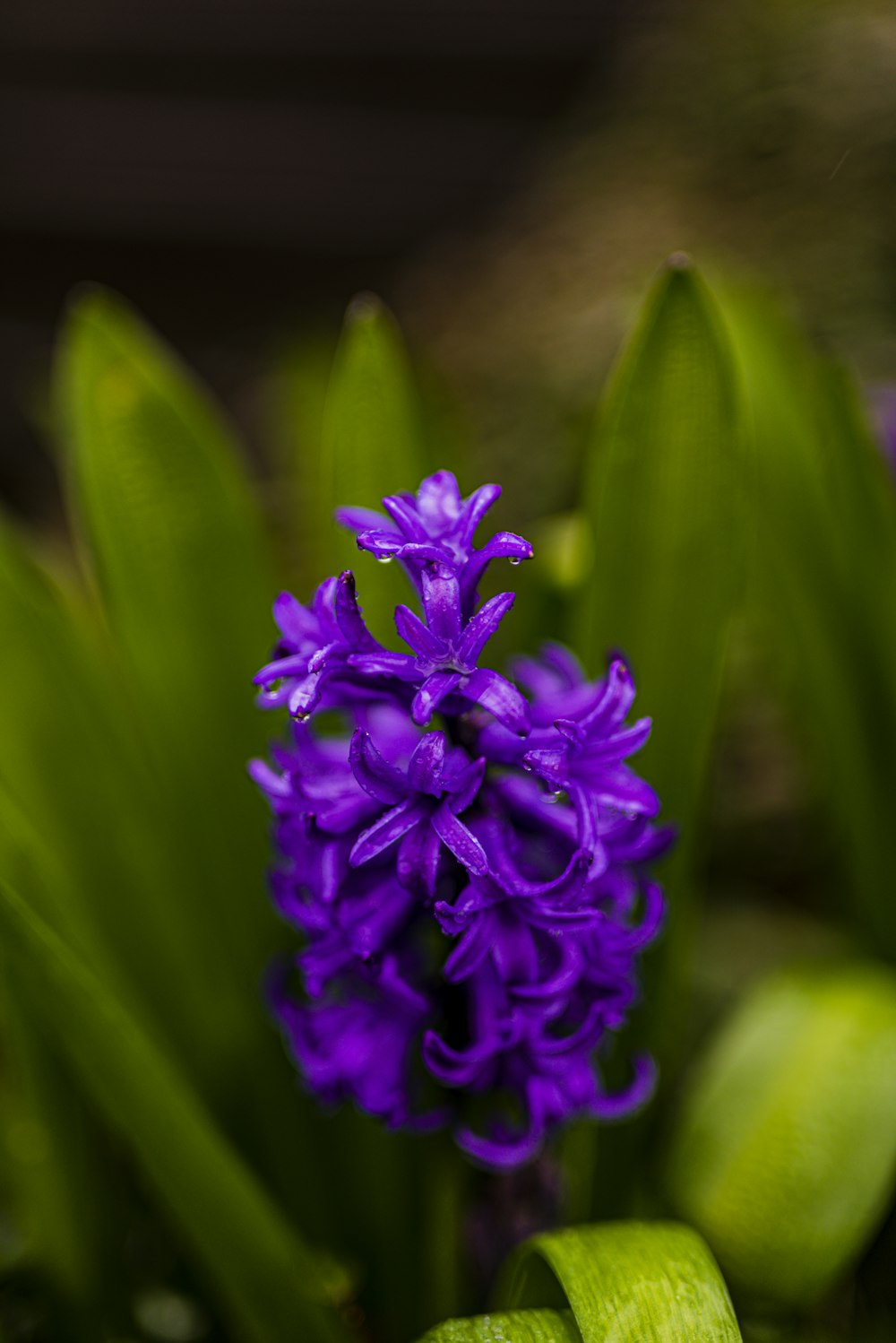 purple flower in tilt shift lens