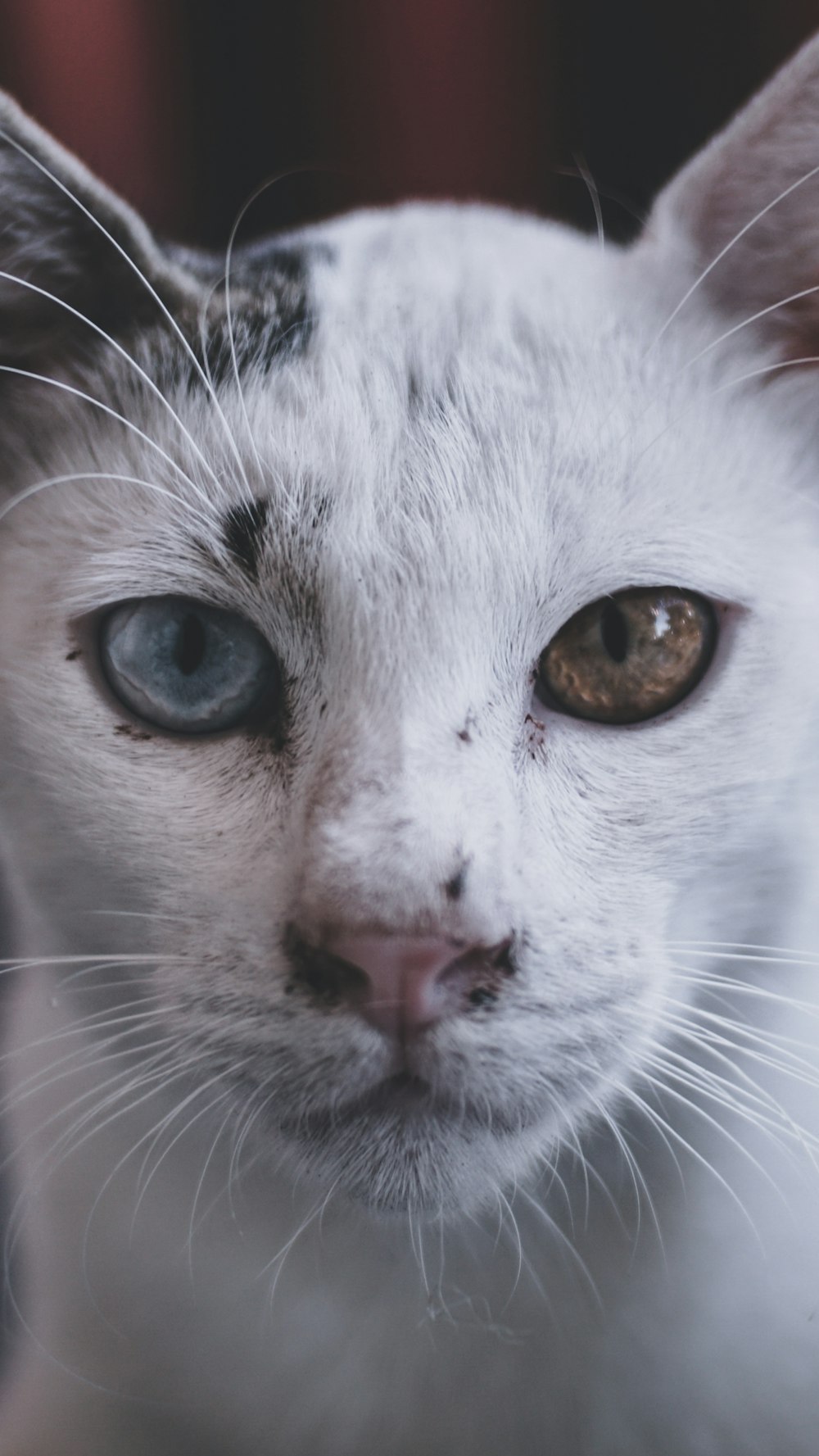 weiße und graue Katze mit blauen Augen