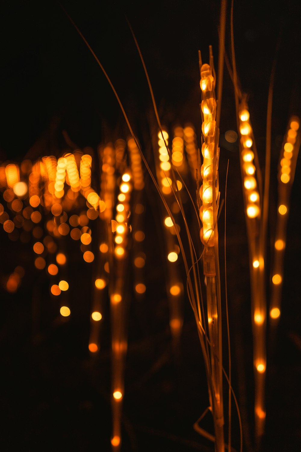 yellow string lights during night time