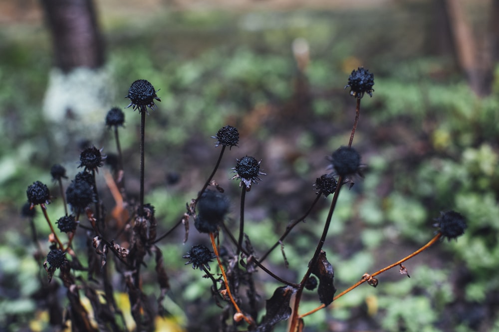 black round fruits on brown tree branch during daytime