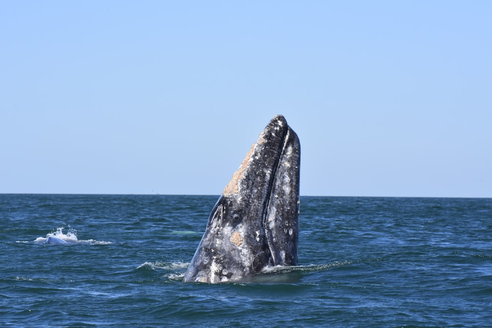 black and white whale on blue sea during daytime