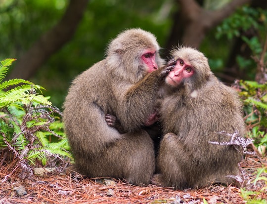 two monkeys sitting on ground during daytime in Yakushima National Park Japan