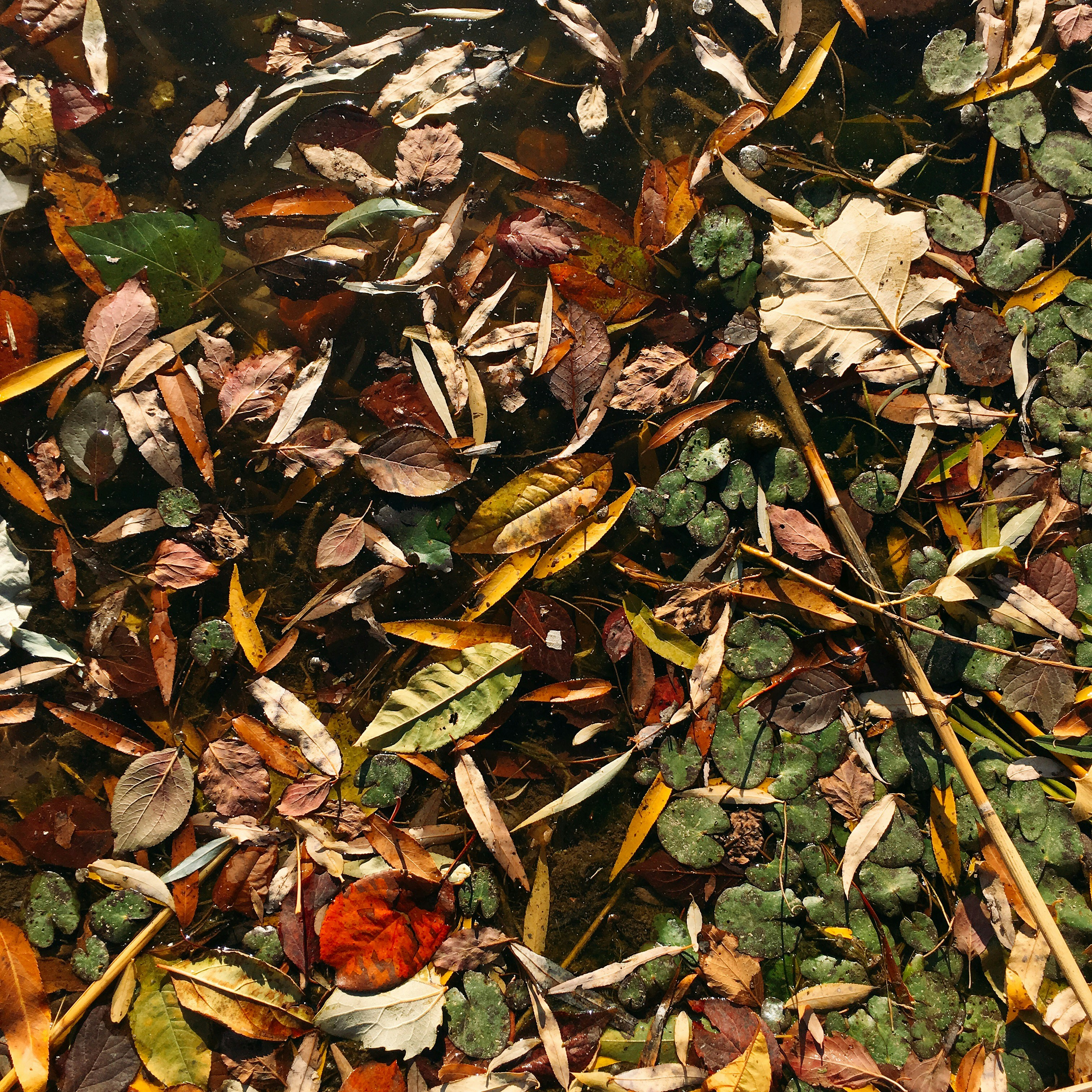 A scene from American Dad