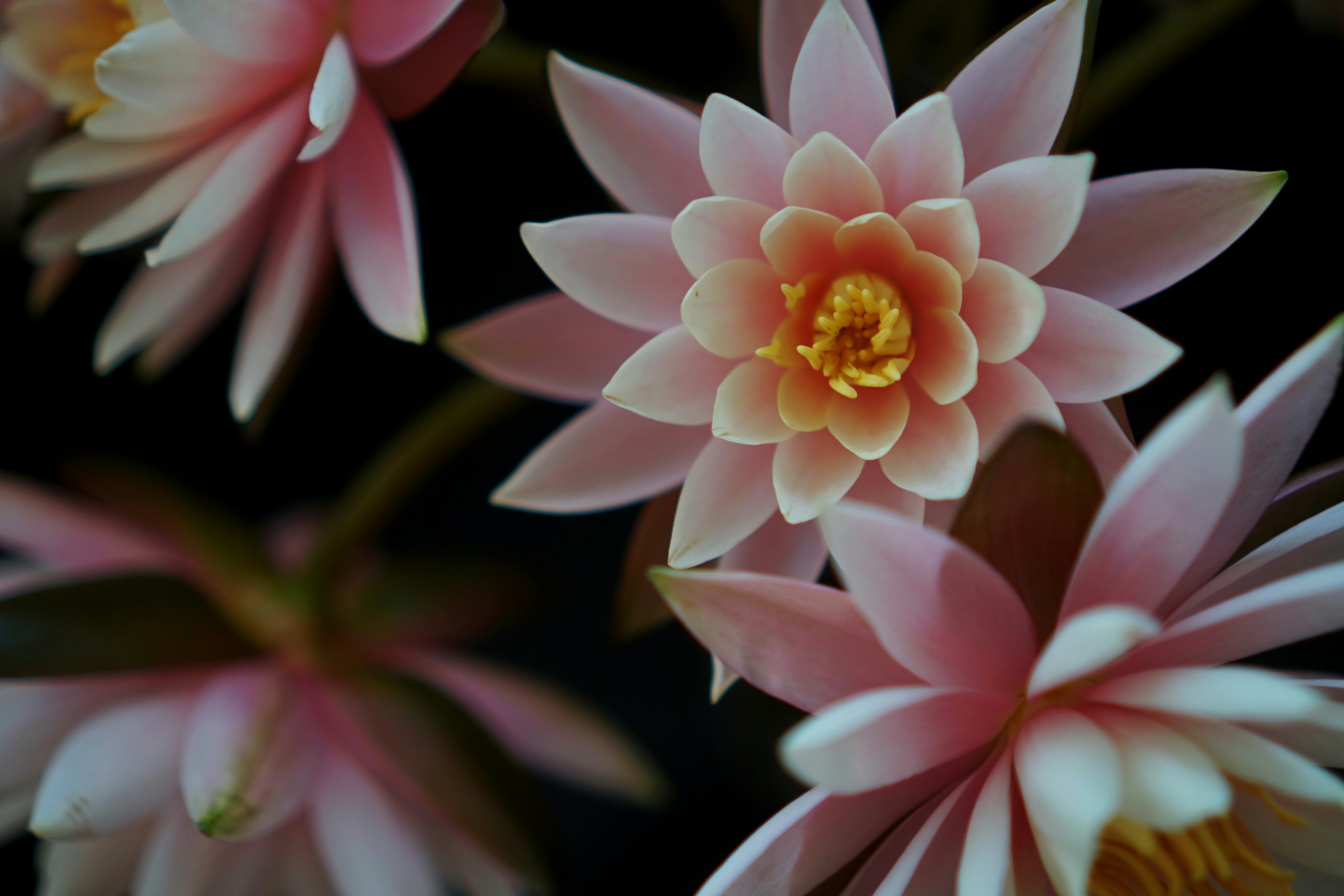 Photo by liaoweimeifang