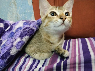 Close-up of Oscar’s curious eyes peeking out from under a cozy purple blanket.