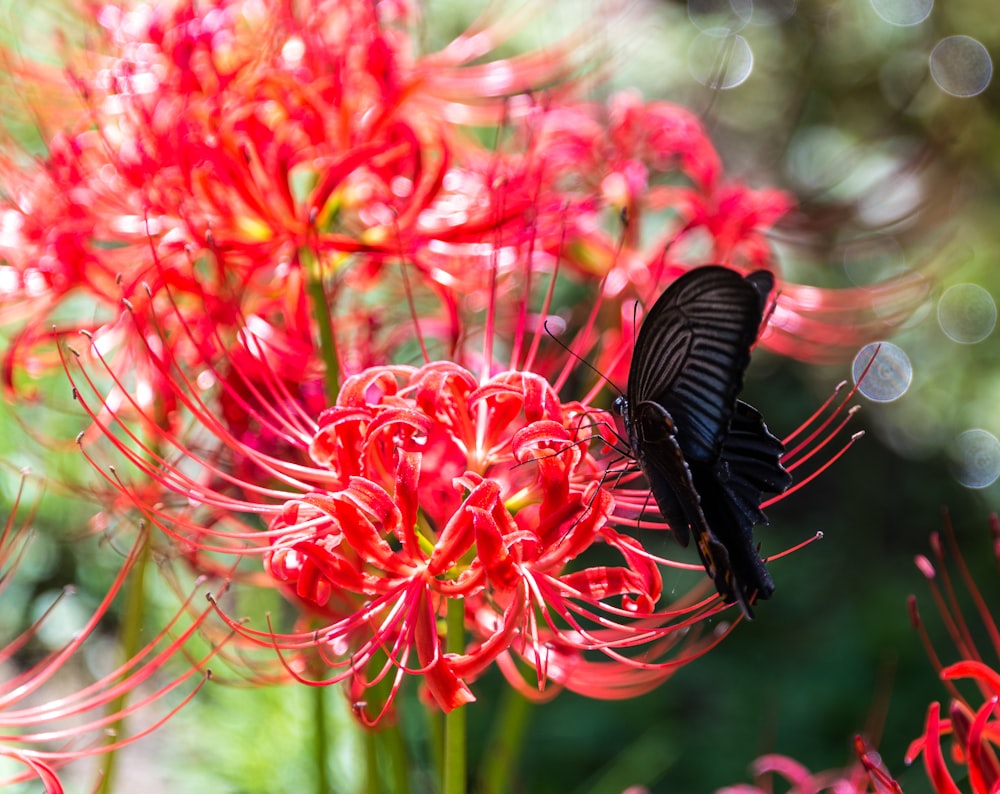 red flowers in tilt shift lens