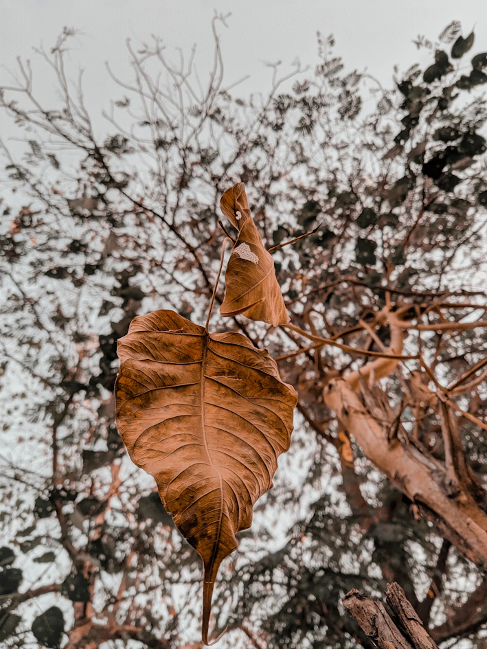brown dried leaf on tree branch
