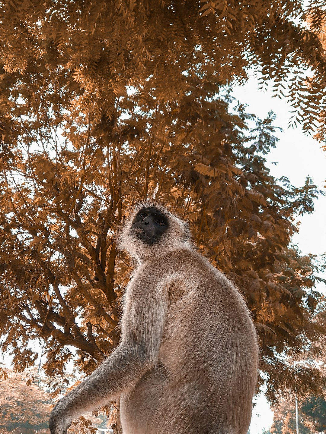 Wildlife photo spot Ahmedabad Gandhinagar