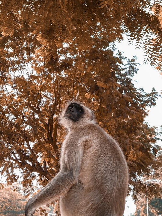 black monkey sitting on the ground under the tree in Ahmedabad India