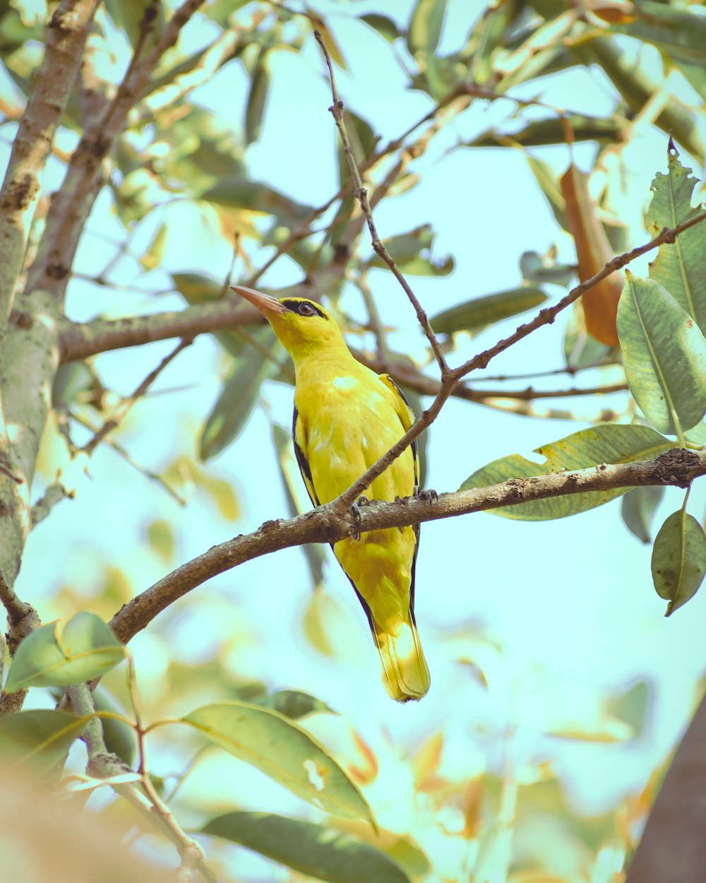 yellow bird on brown tree branch during daytime