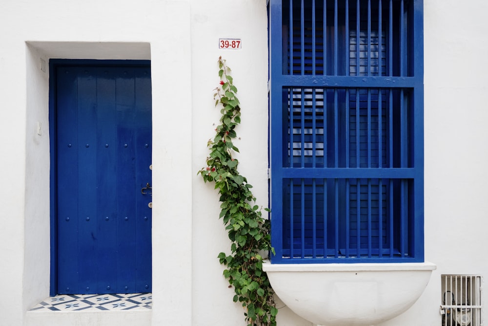 green plant in front of blue wooden door