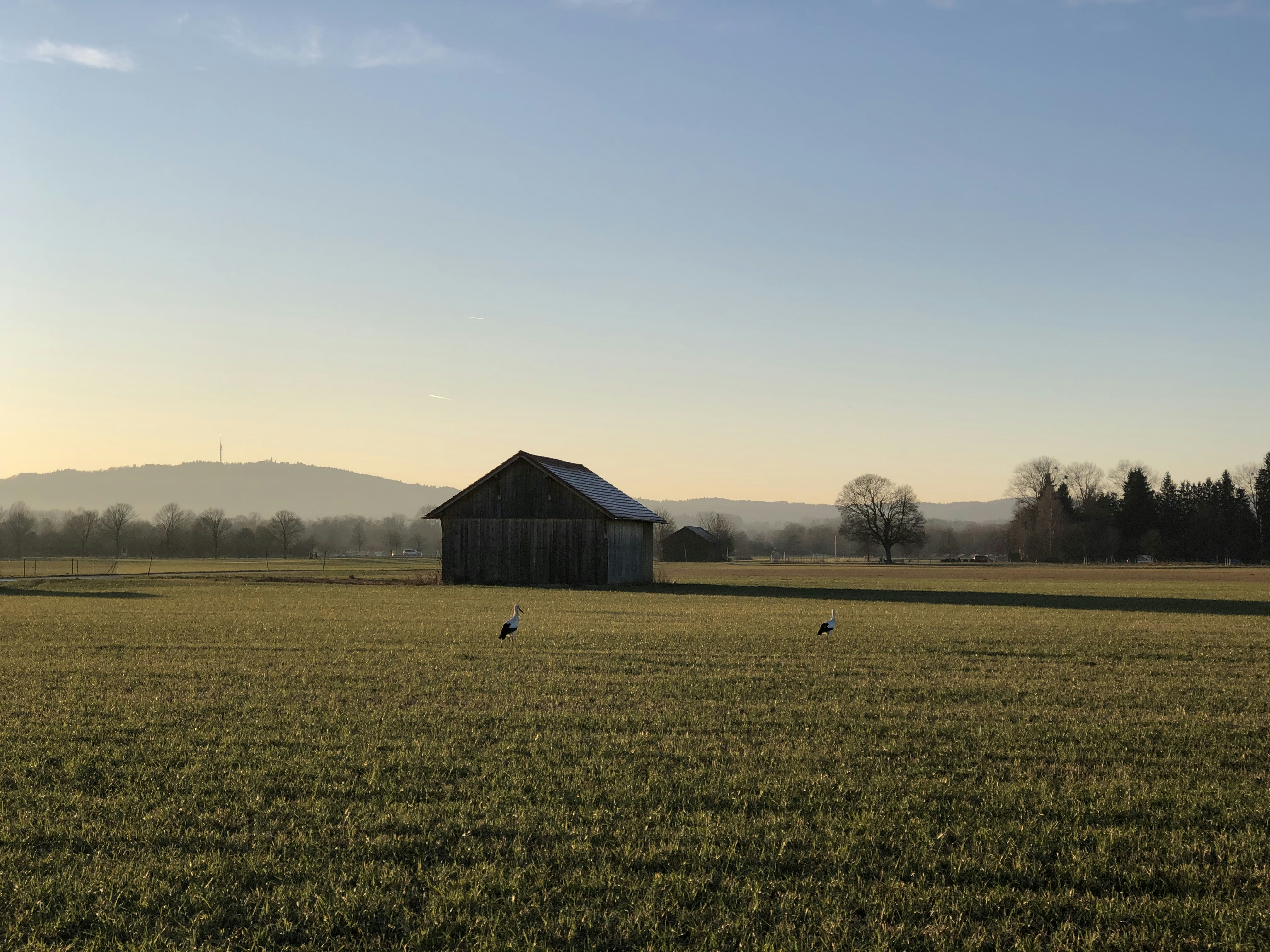 green grass field under blue sky during daytime