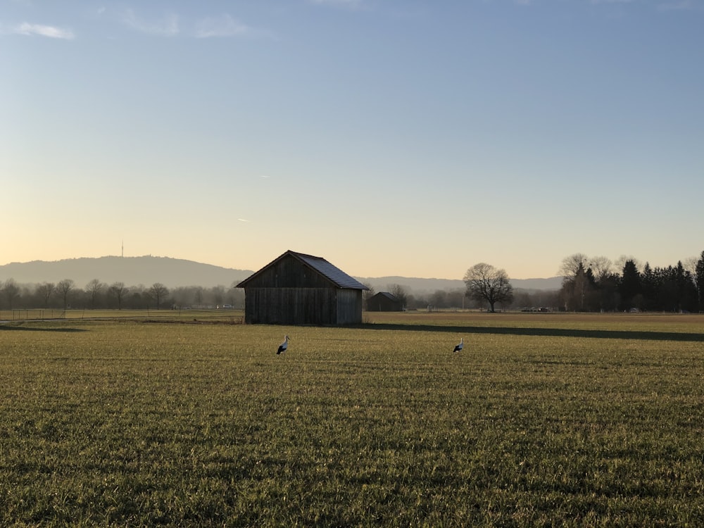 green grass field under blue sky during daytime