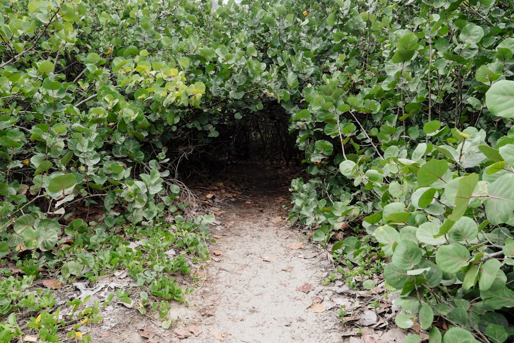 green plants on brown soil