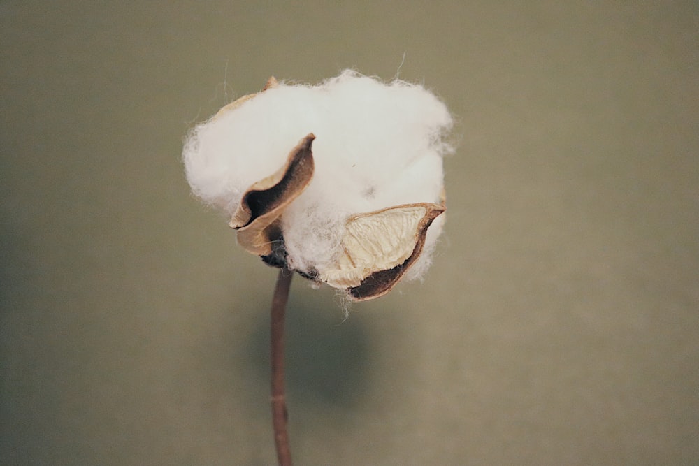 white cotton on brown textile