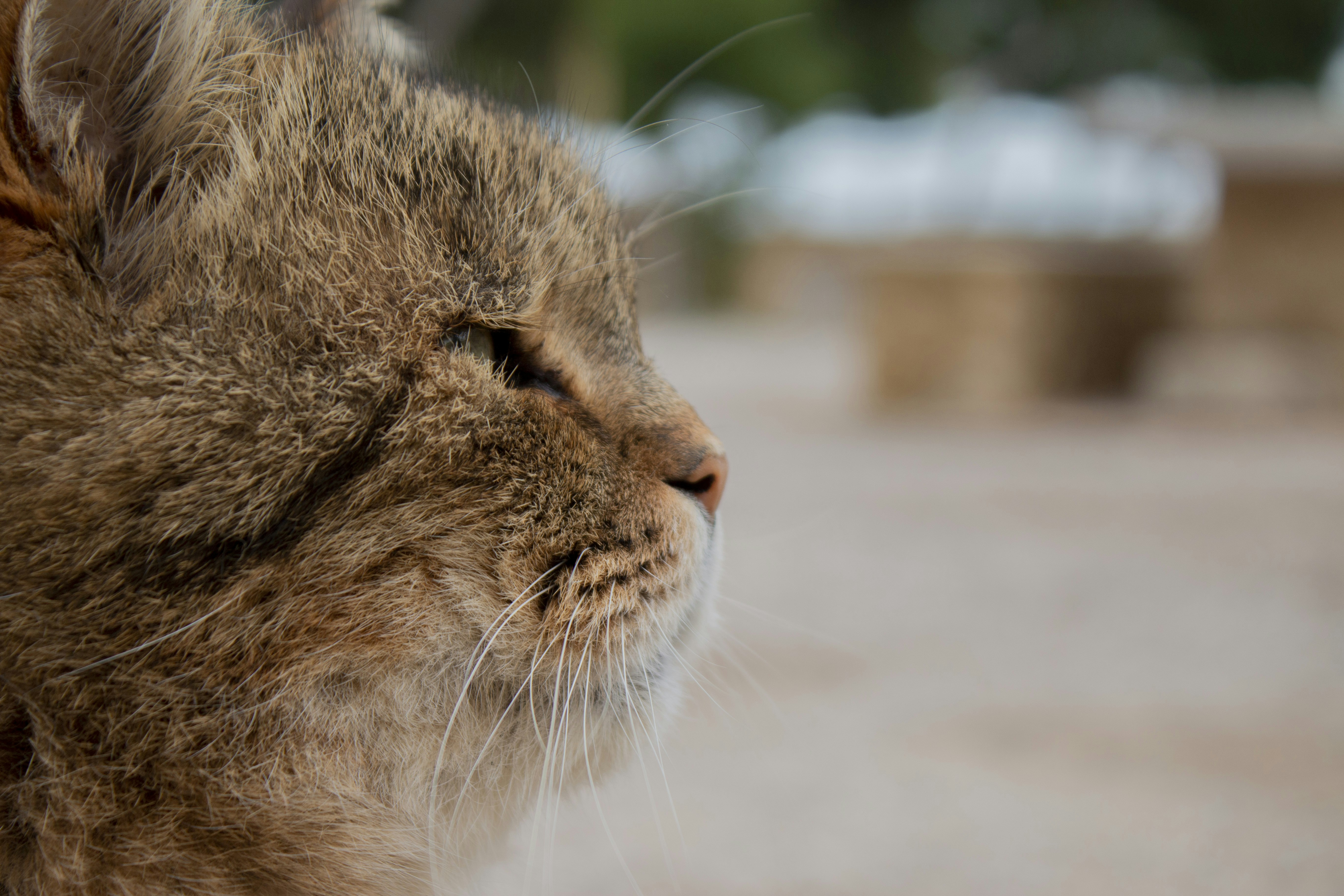 brown tabby cat in close up photography