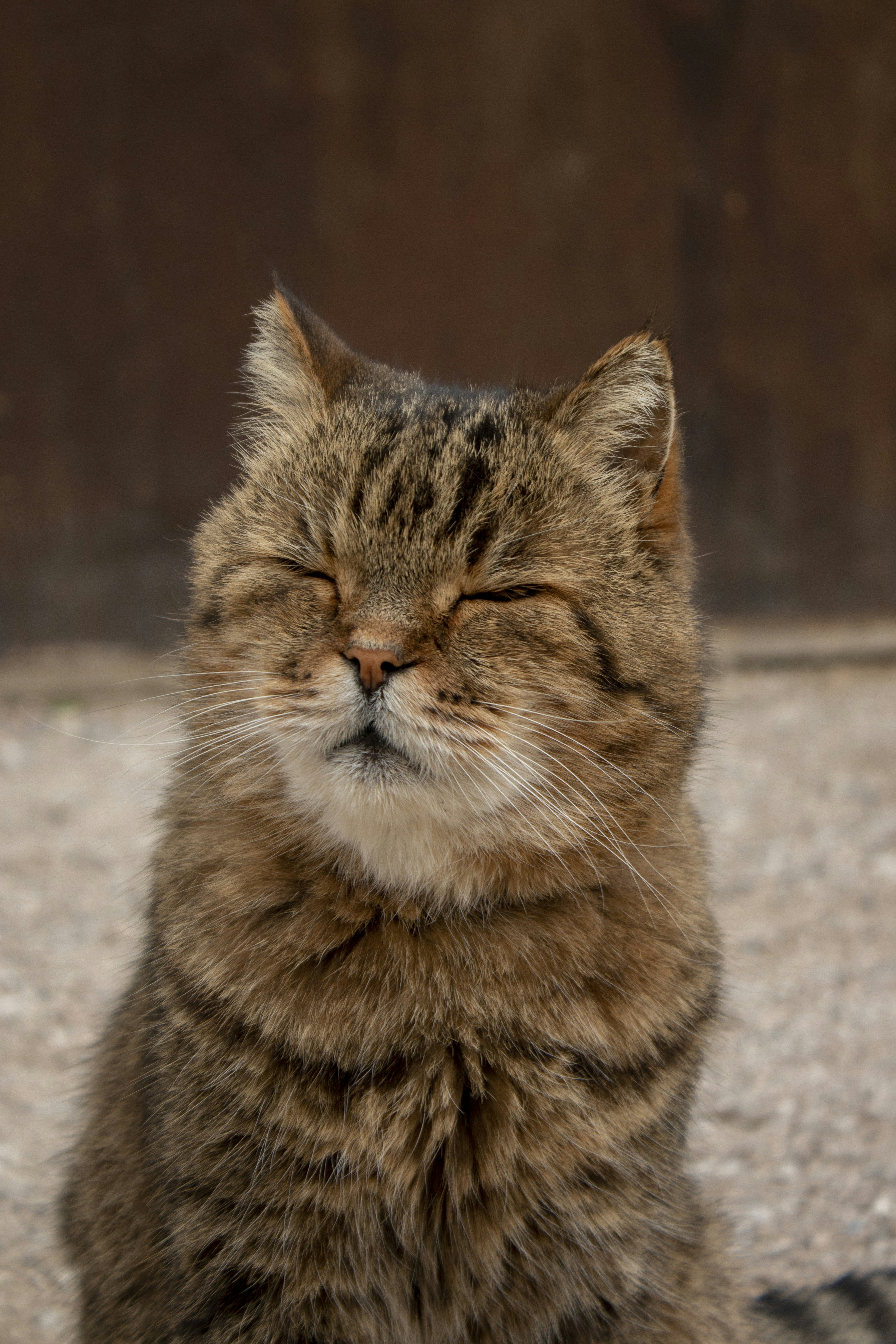 The Secret Language Hidden in Plain Sight (image credits: unsplash)