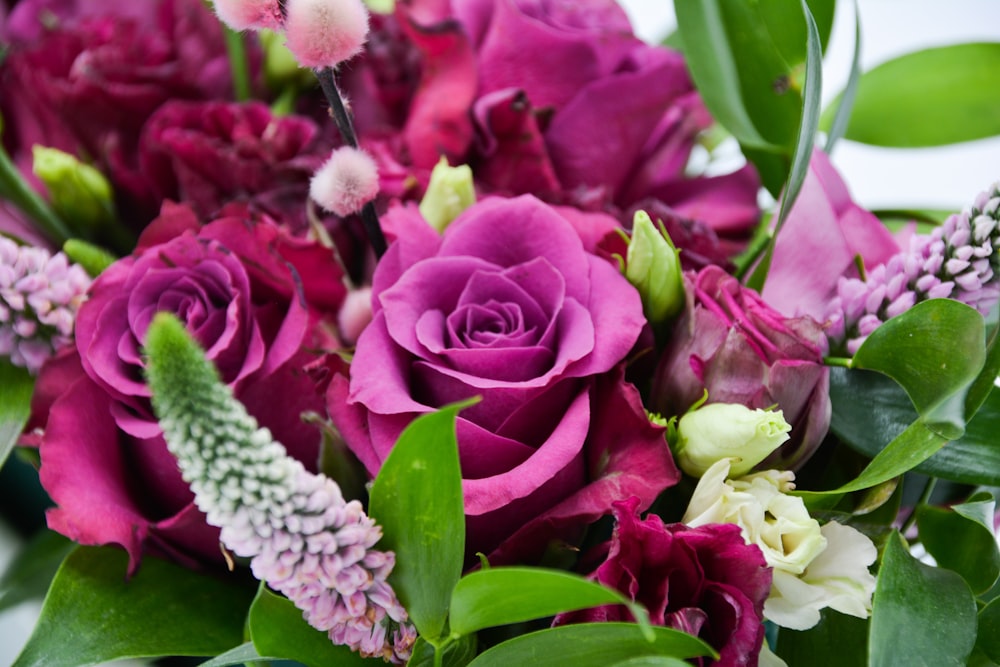 pink roses in bloom during daytime