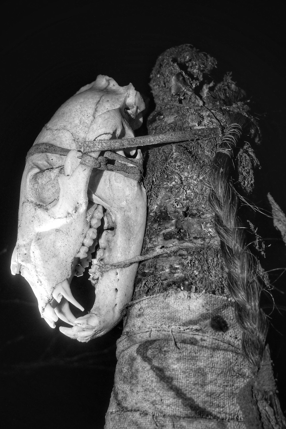Foto en escala de grises de un cráneo humano