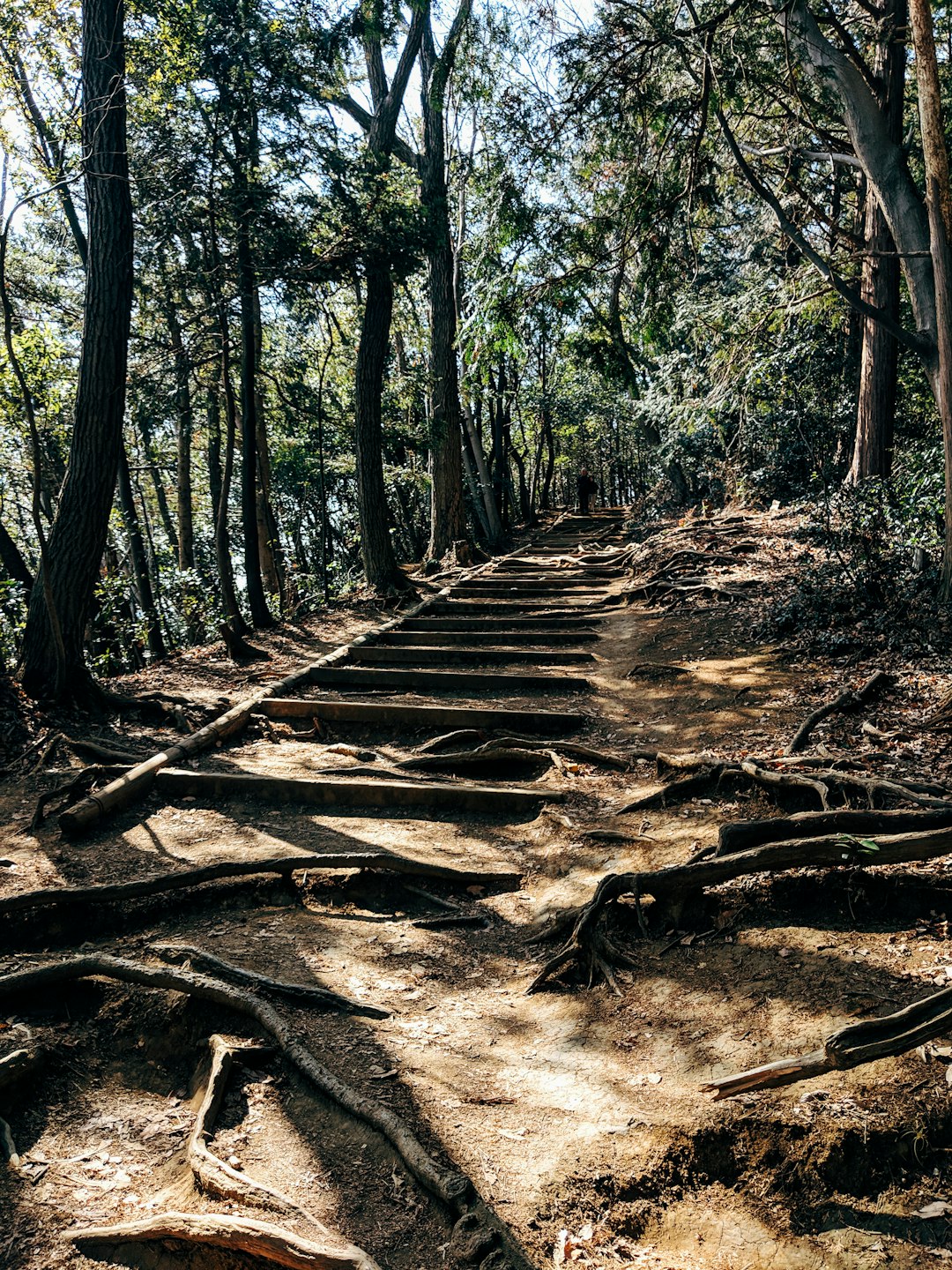 brown wooden pathway in the middle of the woods during daytime