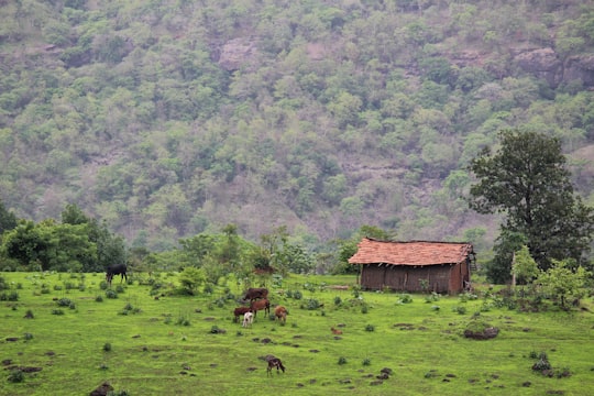 brown wooden house on green grass field during daytime in Lonavla India