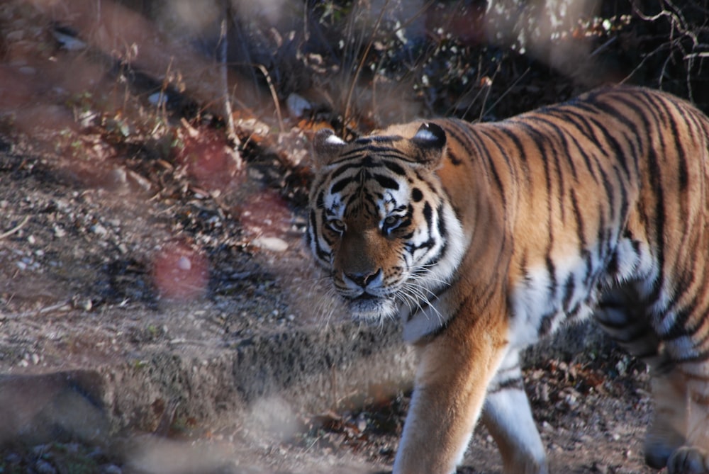 tiger walking on the ground